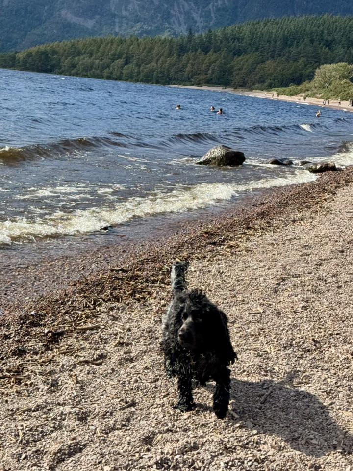 Sherlock the blue roan Cocker Spaniel on a walk
