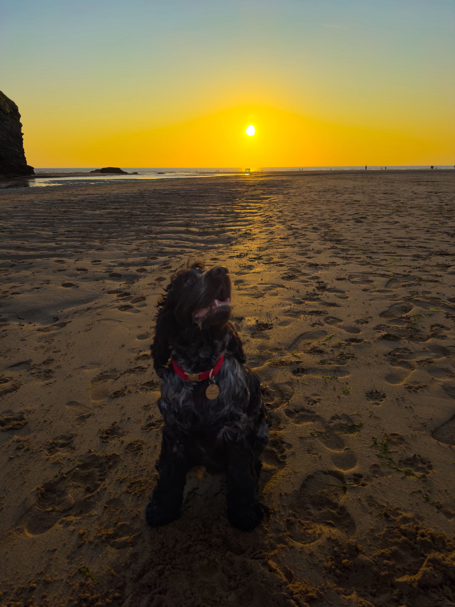 Sherlock splashing in the sea