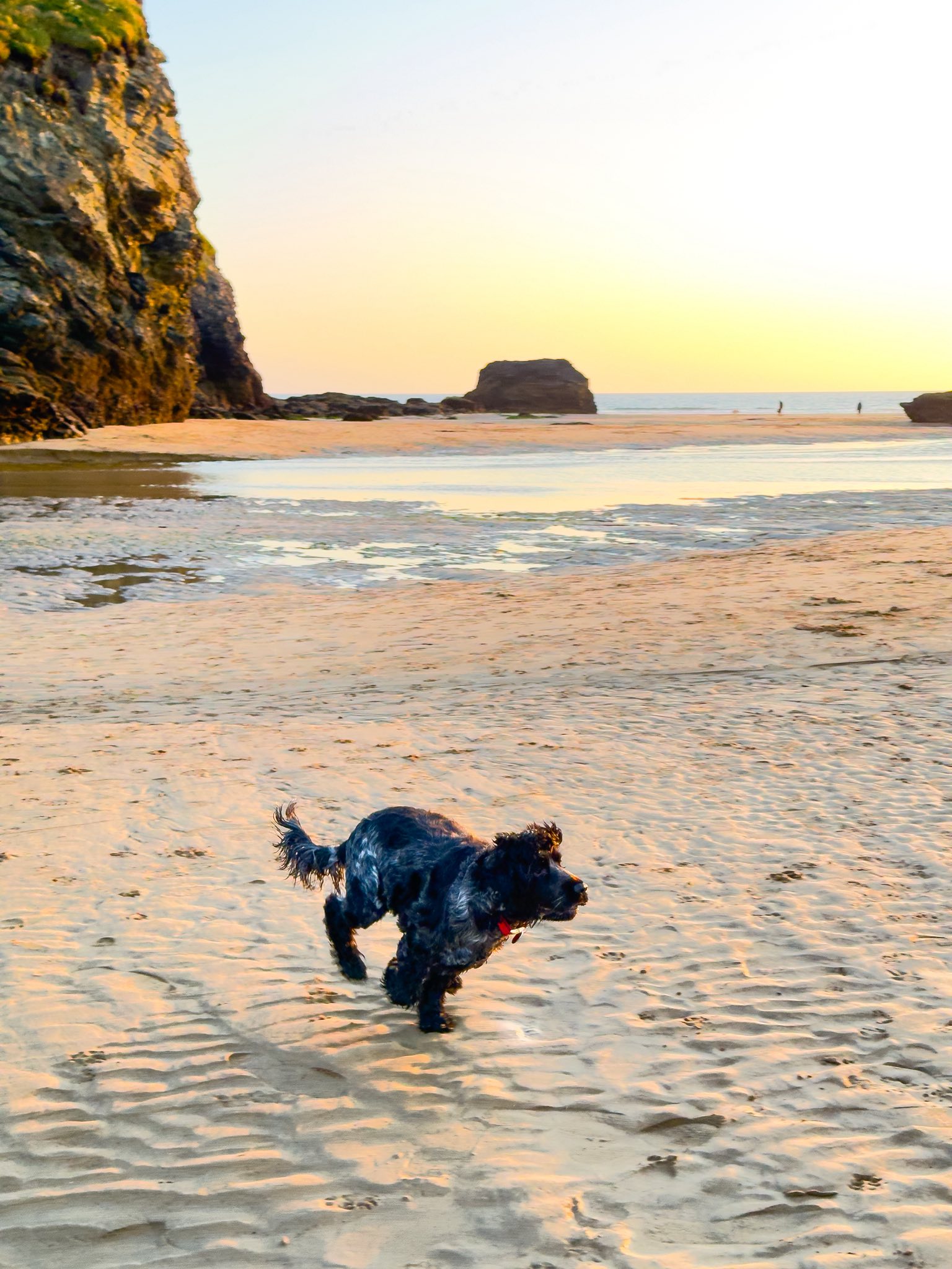 Sherlock zoomies at home