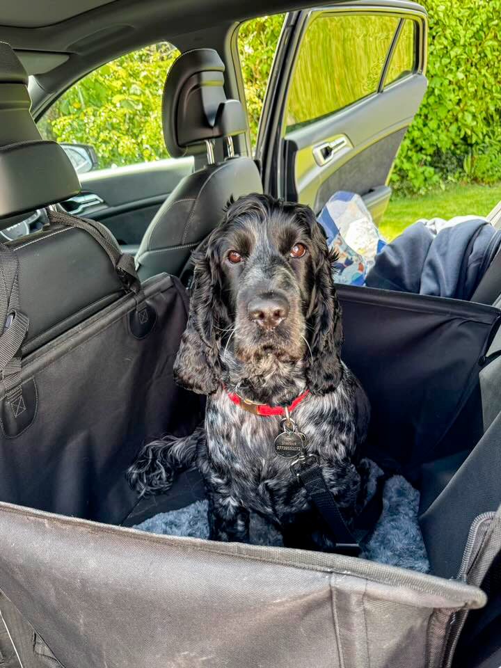 Sherlock zoomies at home