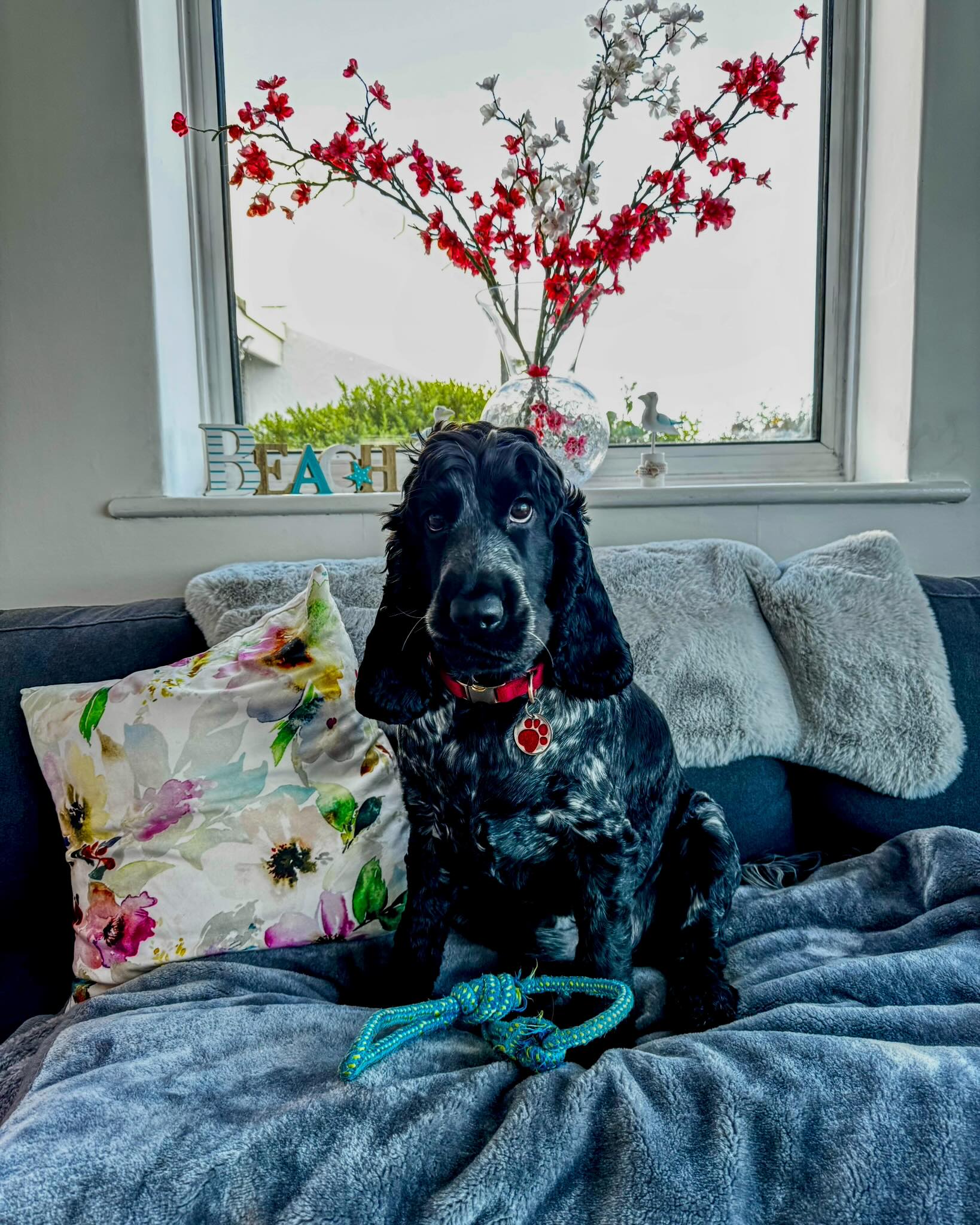 Sherlock zoomies at home
