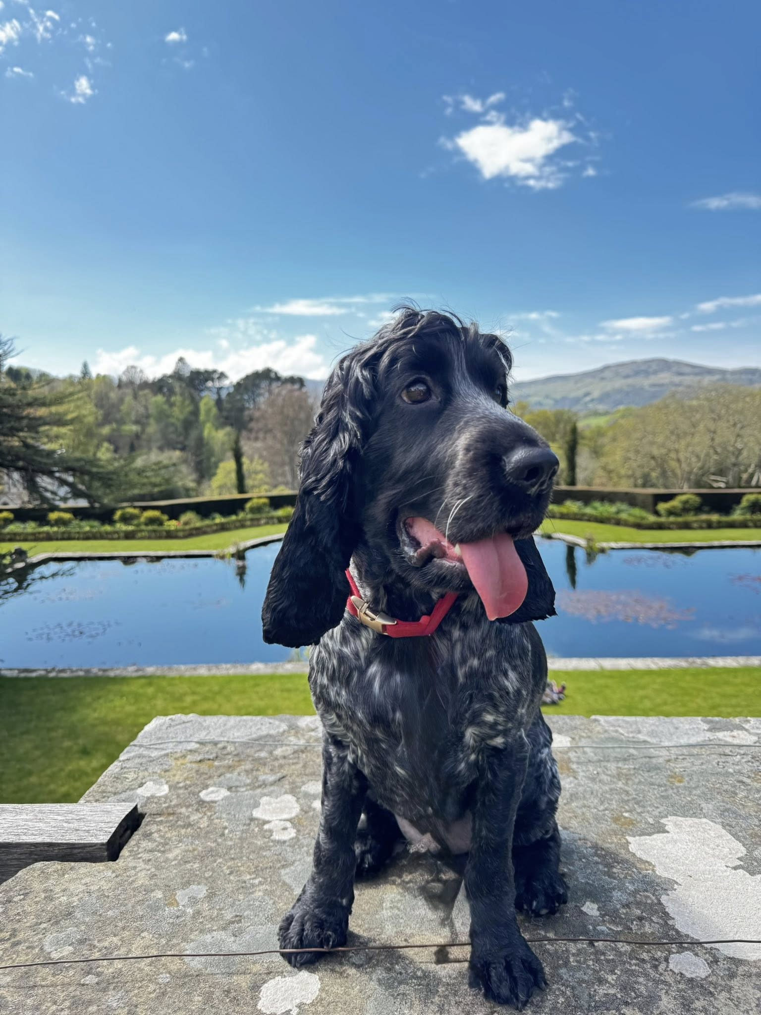Sherlock zoomies at home